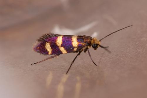 Micropterix aureatella